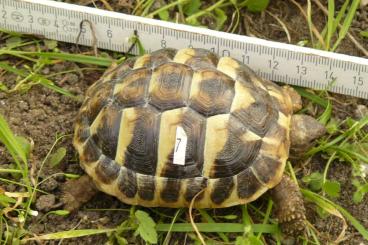 Landschildkröten kaufen und verkaufen Foto: Biete Nachzuchten 2023 THB