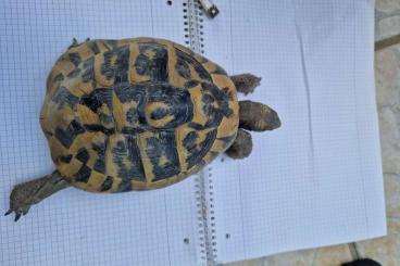 Landschildkröten kaufen und verkaufen Foto: 2 Männliche Landschildkröten abzugeben