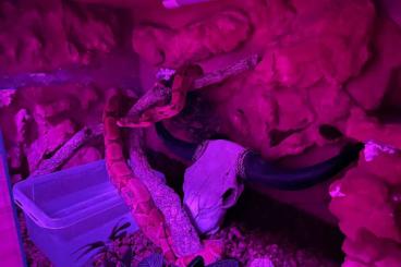 Boas kaufen und verkaufen Photo: Boa constrictor Imperator Sunset x hogisland Boas kaufen und verkaufen Photo: Boa constrictor Imperator Sunset x hogisland