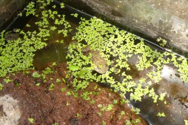 Frösche kaufen und verkaufen Foto: Bombina variegata kolombatovici abzugeben Frösche kaufen und verkaufen Foto: Bombina variegata kolombatovici abzugeben