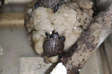 Schildkröten  kaufen und verkaufen Foto: Emys orbicularis abzugeben