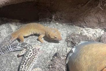 Geckos kaufen und verkaufen Foto: Leopardengeckos  verkaufen 