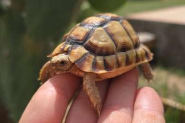 Schildkröten  kaufen und verkaufen Foto: Testudo Kleinmanni BABY CB