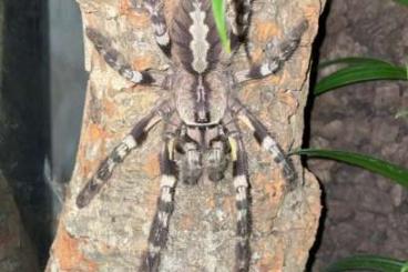 - bird spiders kaufen und verkaufen Photo: Biete diverse Vogelspinnen ab wegen Bestandsreduzierung 