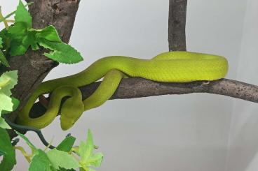 Giftschlangen kaufen und verkaufen Foto: Trimeresurus, Atheris squamigera , Bothriechis Giftschlangen kaufen und verkaufen Foto: Trimeresurus, Atheris squamigera , Bothriechis