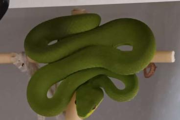 Giftschlangen kaufen und verkaufen Foto: Trimeresurus, Atheris squamigera Giftschlangen kaufen und verkaufen Foto: Trimeresurus, Atheris squamigera
