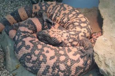 Venomous snakes kaufen und verkaufen Photo: Heloderma ,Trimeresurus,  Atheris squamigera  , Bothriechis 