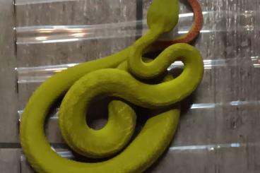 Giftschlangen kaufen und verkaufen Foto: Trimeresurus, Atheris squamigera , Bothriechis Giftschlangen kaufen und verkaufen Foto: Trimeresurus, Atheris squamigera , Bothriechis