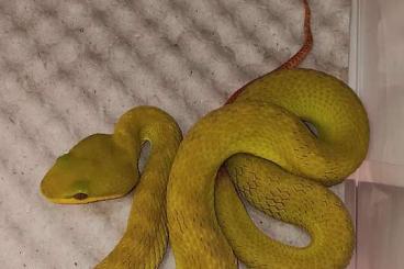 Giftschlangen kaufen und verkaufen Foto: Trimeresurus insularis  , neon