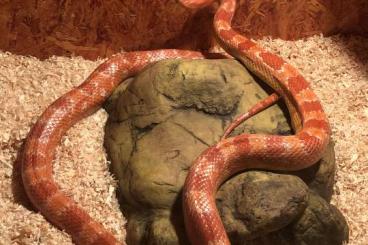 Colubrids kaufen und verkaufen Photo: Kornnatter und Terrarium zu verkaufen