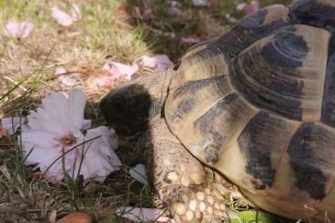 Landschildkröten kaufen und verkaufen Foto: 2 Griechische Landschildkröten 