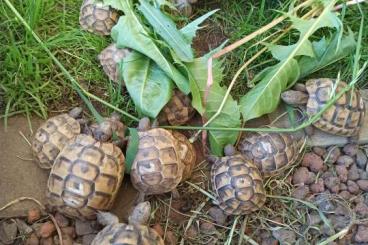 Tortoises kaufen und verkaufen Photo: Maurische Landschildkröten Testudo graeca