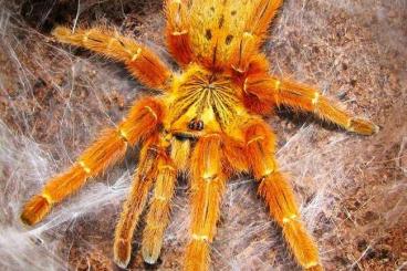 - bird spiders kaufen und verkaufen Photo: 0.1 Pterinochilus Murinus RCF