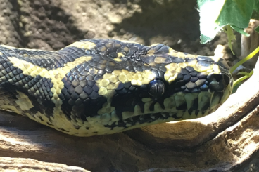 Pythons kaufen und verkaufen Foto: Morelia spilota cheynei - Teppichpython