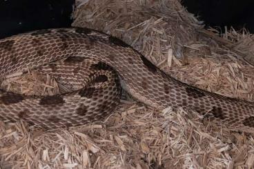 Schlangen kaufen und verkaufen Foto: Heterodon nasicus / Westliche Hakennasennatter / Nattern/ Schlangen