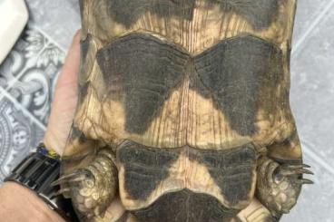 Tortoises kaufen und verkaufen Photo: Breitrandschildkröte 3x Testudo Marginata Testudo Herrmanni
