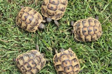 Landschildkröten kaufen und verkaufen Foto: Maurische Landchildkröten