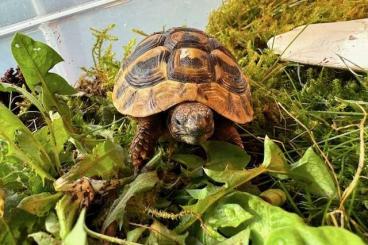 Landschildkröten kaufen und verkaufen Foto: Griechische Landschildkröten Babies NZ 22, NZ 23