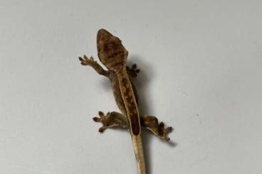 Lizards kaufen und verkaufen Photo: Rhacodactylus auriculatus, CorRelophus cilliatus for Houten