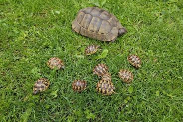 Landschildkröten kaufen und verkaufen Foto: Maurische LS Testudo Graeca Ibera NZ 2023