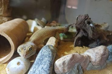 Geckos kaufen und verkaufen Foto: 2 Leopardgeckos inkl. Terrarium und Zubehör