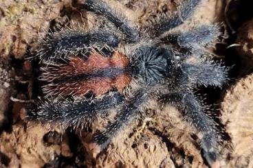 Spiders and Scorpions kaufen und verkaufen Photo: Avicularia spec. " Kwitara River"