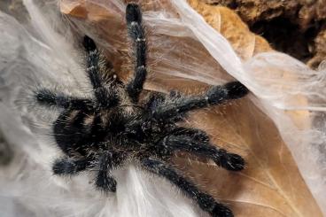 Spiders and Scorpions kaufen und verkaufen Photo: Biete Avicularia purpurea Spiders and Scorpions kaufen und verkaufen Photo: Biete Avicularia purpurea