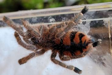 - bird spiders kaufen und verkaufen Photo: Biete 2 Avicularia minatrix