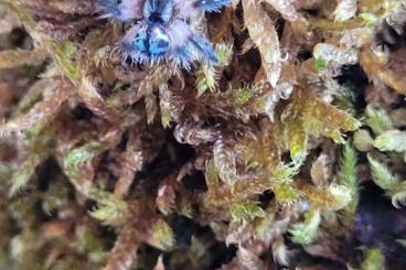- bird spiders kaufen und verkaufen Photo: Suche 0.1 Avicularia minatrix auch gegen Typhochlaena seladonia - bird spiders kaufen und verkaufen Photo: Suche 0.1 Avicularia minatrix auch gegen Typhochlaena seladonia