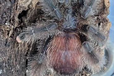 - bird spiders kaufen und verkaufen Photo: Avicularia metallica,Avicularia velutina - bird spiders kaufen und verkaufen Photo: Avicularia metallica,Avicularia velutina