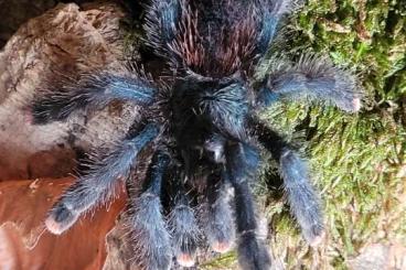 Vogelspinnen kaufen und verkaufen Foto: Avicularia metallica, Avicularia velutina 0.1 Vogelspinnen kaufen und verkaufen Foto: Avicularia metallica, Avicularia velutina 0.1