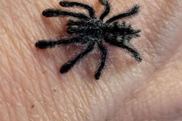 Vogelspinnen kaufen und verkaufen Foto: Avicularia Sling Paket Extra Vogelspinnen kaufen und verkaufen Foto: Avicularia Sling Paket Extra
