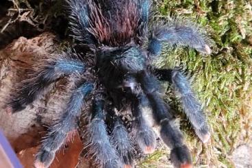 Vogelspinnen kaufen und verkaufen Foto: Avicularia metallica 0.1 subadult Vogelspinnen kaufen und verkaufen Foto: Avicularia metallica 0.1 subadult