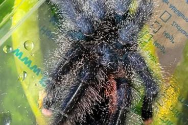 Vogelspinnen kaufen und verkaufen Foto: Suche Tapinauchenius rasti Vogelspinnen kaufen und verkaufen Foto: Suche Tapinauchenius rasti