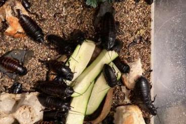 Insects kaufen und verkaufen Photo: AKTION‼️Verschiedene Schaben Arten  SOFORT ZU WEGGEBEN