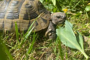 Landschildkröten kaufen und verkaufen Foto: Zwei Griechische Landschildkröten (Testudo Hermanni) abzugeben