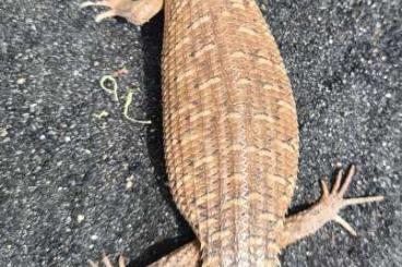 Skinks kaufen und verkaufen Photo: Egernia stokesii zellingi Stachelschwanzskink Skinks kaufen und verkaufen Photo: Egernia stokesii zellingi Stachelschwanzskink