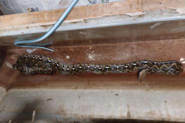 Snakes kaufen und verkaufen Photo: Netzpythons, eigene Nachzuchten, abzugeben