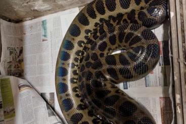 Schlangen kaufen und verkaufen Foto: Hybrid-Anakonda, eigene Nachzucht, abzugeben