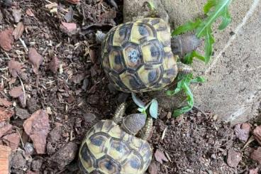 Tortoises kaufen und verkaufen Photo: Zwei kleine Griechische Landschildkröten zu verkaufen 