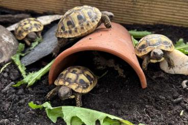 Tortoises kaufen und verkaufen Photo: griechische Landschildkröten 2022/2023