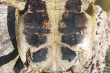 Landschildkröten kaufen und verkaufen Foto: griechische Landschildkröten abzugeben 