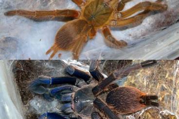 Spiders and Scorpions kaufen und verkaufen Photo: Chilobrachys Eigennachzuchten