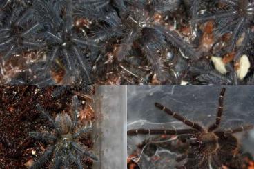 Spiders and Scorpions kaufen und verkaufen Photo: Unbestimmte P. hatihati & C. Doriae und kleine O. phan cay Blue Kerle Spiders and Scorpions kaufen und verkaufen Photo: Unbestimmte P. hatihati & C. Doriae und kleine O. phan cay Blue Kerle