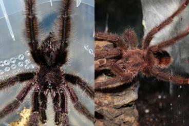 Spiders and Scorpions kaufen und verkaufen Photo: Avicularia sp. Kolumbien & Avicularia minatrix Kerle Spiders and Scorpions kaufen und verkaufen Photo: Avicularia sp. Kolumbien & Avicularia minatrix Kerle