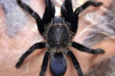 Spinnen und Skorpione kaufen und verkaufen Foto: Chilobrachys sp. kaeng krachan ENZ 05/25 Spinnen und Skorpione kaufen und verkaufen Foto: Chilobrachys sp. kaeng krachan ENZ 05/25