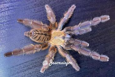 Spinnen und Skorpione kaufen und verkaufen Foto: Phormingochilus everetti ENZ 05/25 1. FH Spinnen und Skorpione kaufen und verkaufen Foto: Phormingochilus everetti ENZ 05/25 1. FH