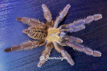 Spiders and Scorpions kaufen und verkaufen Photo: Phormingochilus everetti Slings Spiders and Scorpions kaufen und verkaufen Photo: Phormingochilus everetti Slings
