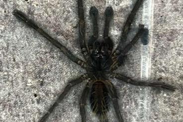 Spinnen und Skorpione kaufen und verkaufen Foto: Diverse Vogelspinnen abzugeben Spinnen und Skorpione kaufen und verkaufen Foto: Diverse Vogelspinnen abzugeben