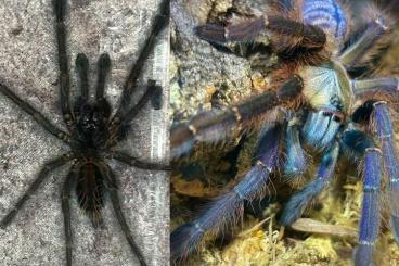 Spiders and Scorpions kaufen und verkaufen Photo: Phormingochilus everetti ENZ 1. FH Spiders and Scorpions kaufen und verkaufen Photo: Phormingochilus everetti ENZ 1. FH